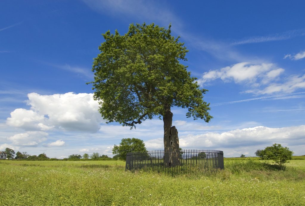 English Heritage to digitise management of its 38,000 trees with Alloy asset management software